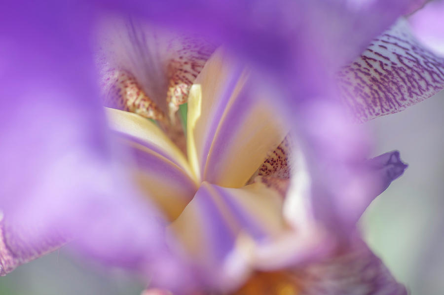 Abstract Macro Of Iris Minnie Colquitt 1 Photograph by Jenny Rainbow