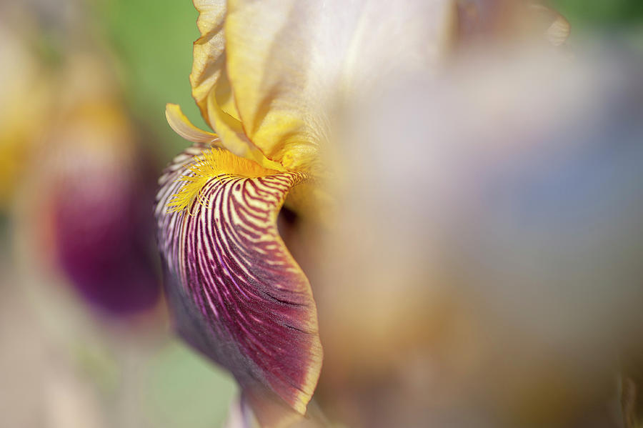 Abstract Macro Of Prosper Laugier Iris Photograph