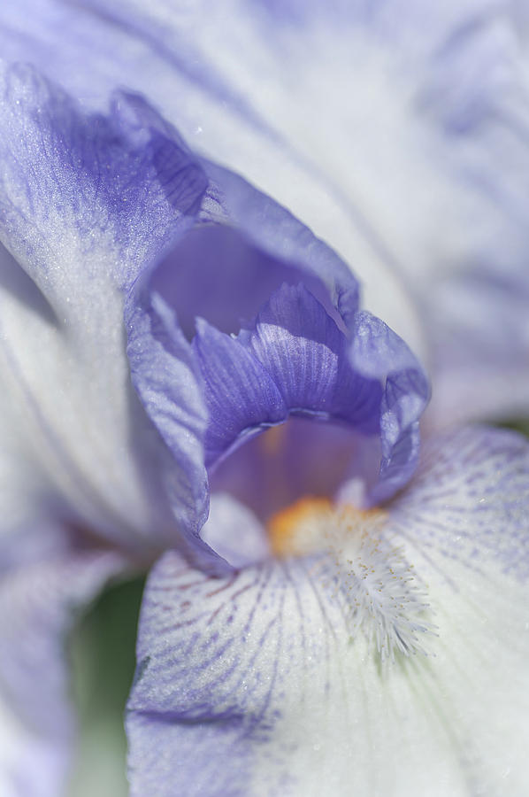 Abstract Macro Of Iris Rococo 1 Photograph by Jenny Rainbow