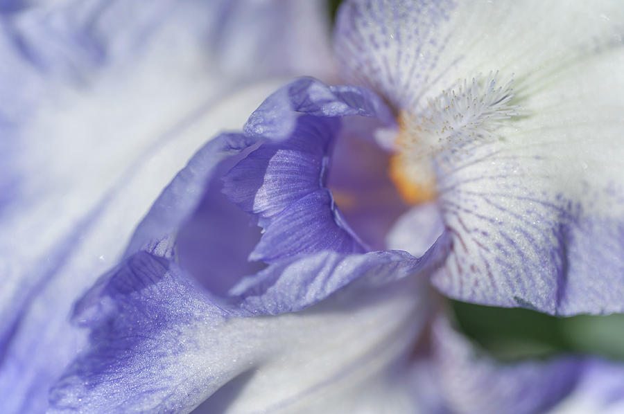 Abstract Macro Of Iris Rococo Photograph by Jenny Rainbow