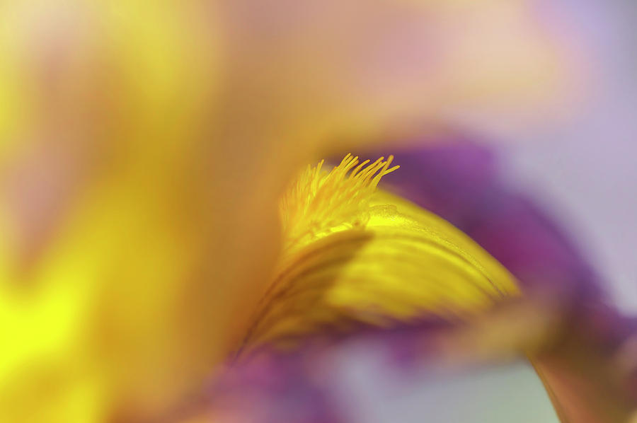 Abstract Macro Of Iris Snapshot Photograph by Jenny Rainbow
