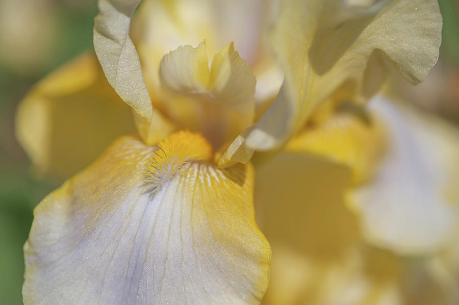 Abstract Macro Of Iris Star Shine Photograph by Jenny Rainbow