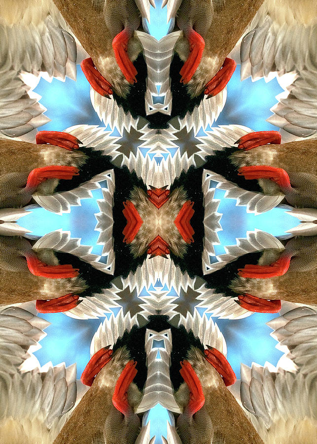 Abstract Mallard Feet, Kaleidoscope, North Carolina, Digital Print Photograph by Eric Abernethy