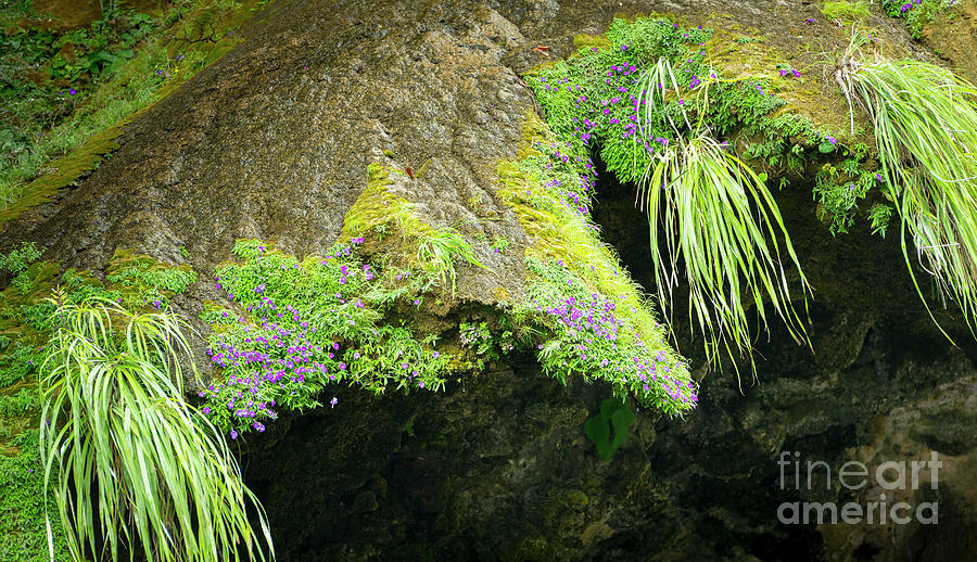 Abstract Nature Background Of Moss And Flowers Photograph by THP Creative