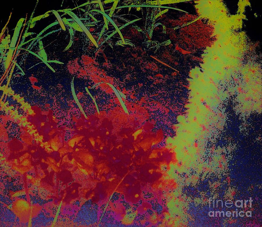Abstract Nature Red Photograph by Shirley Moravec