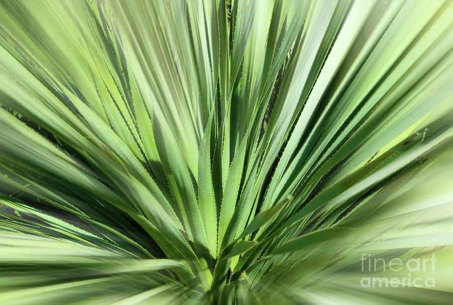 Abstract of a Green Cactus Photograph by Sandra Js