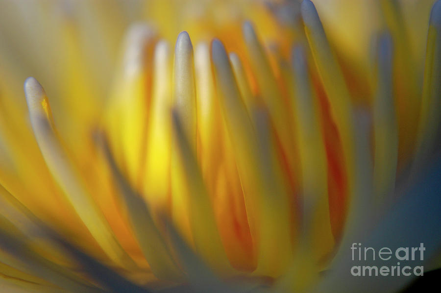 Abstract of a Water Lily  Photograph by Gunther Allen