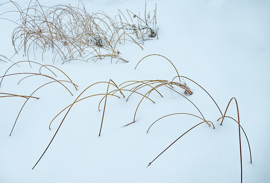 Abstract Photograph - Abstract Of Reeds In Snow by Phil And Karen Rispin