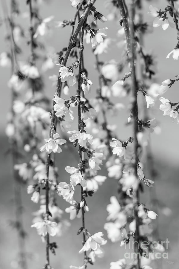 Abstract of Weeping Cherry Blooms Grayscale Photograph by Jennifer White