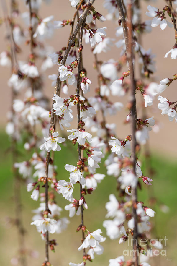 Abstract of Weeping Cherry Blooms Photograph by Jennifer White