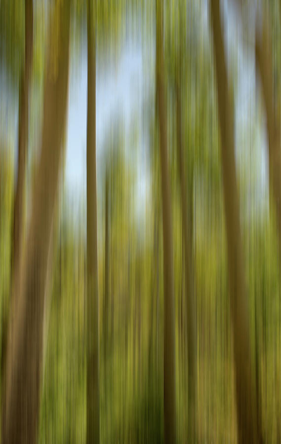 Abstract of Young Aspens Photograph by Kevin Schwalbe