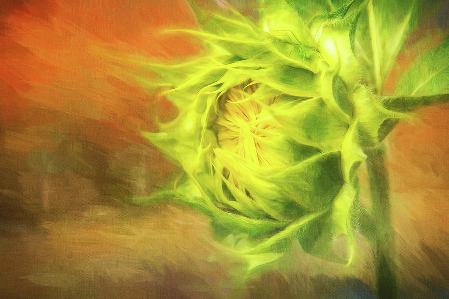 Abstract, Painterly Sunflower Digital Art by Terry Davis