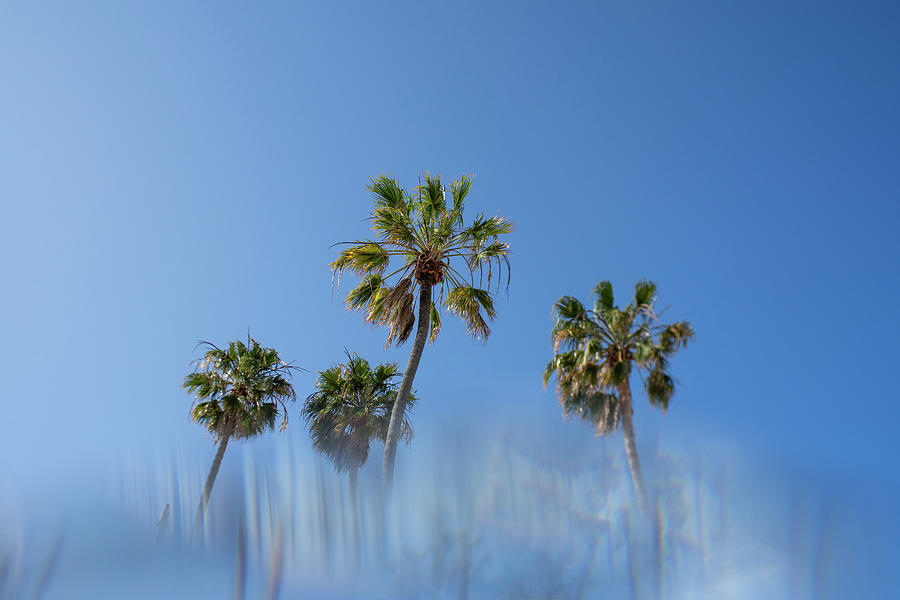 Abstract Palm Trees Photograph by Tina Horne