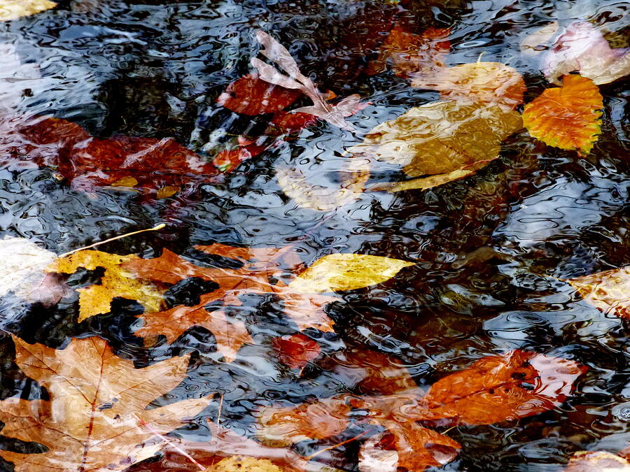 Abstract Pattern of Autumn Colored Leaves Floating in Water Photograph by Lyuba Filatova