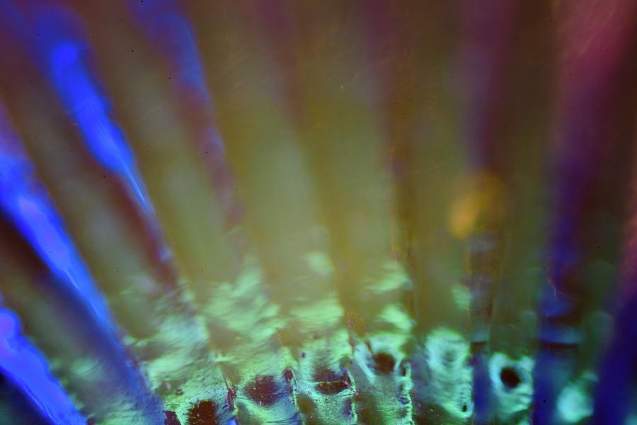 Abstract Peacock  Photograph by Neil R Finlay