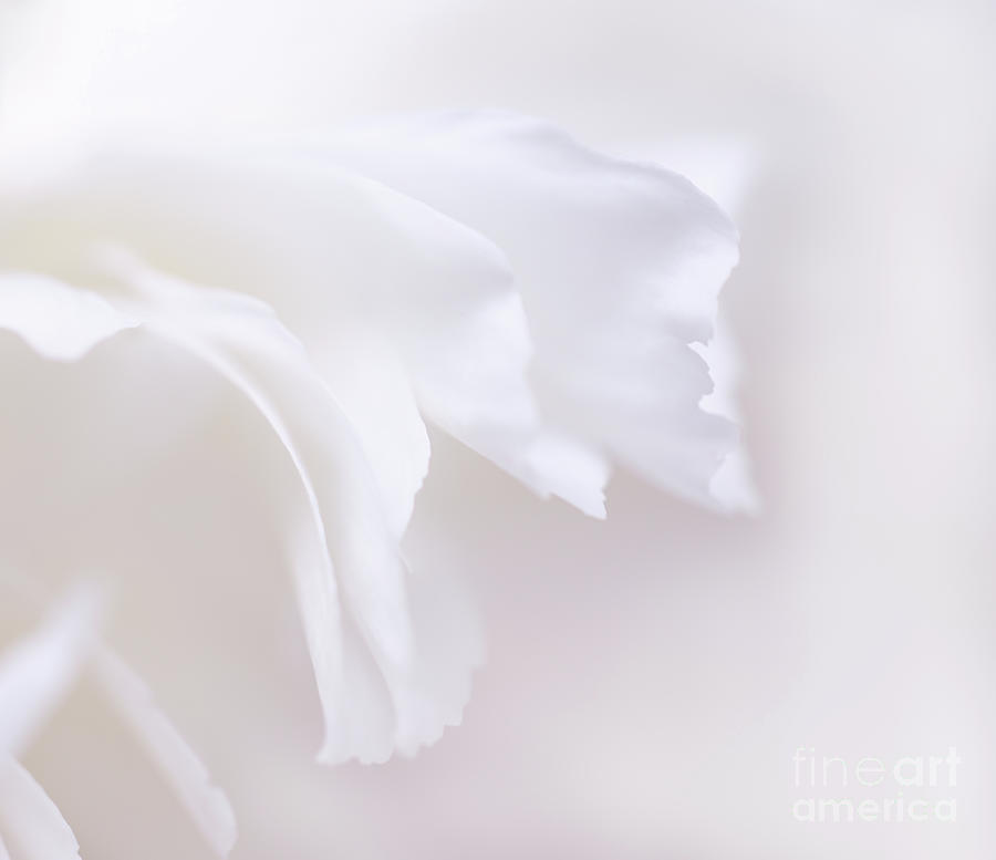 Abstract Peony Petals Photograph by Ava Reaves