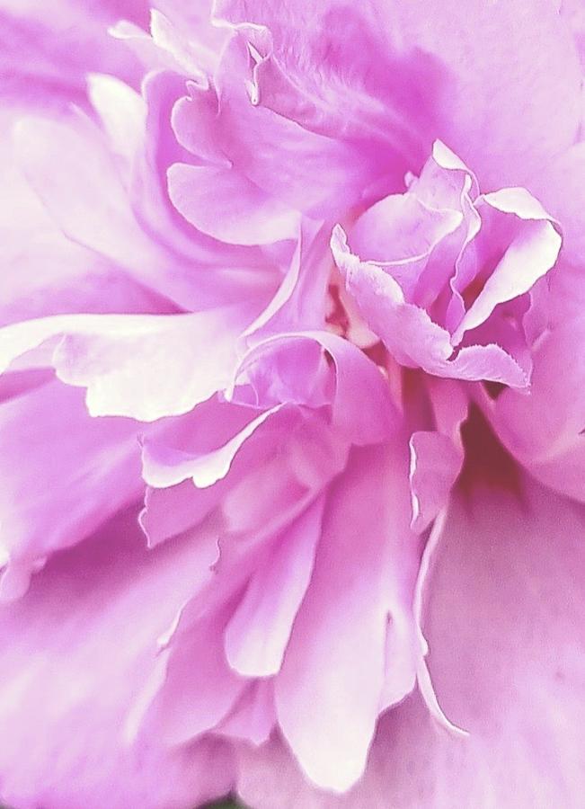 Abstract Petals in Pink Digital Art by Loraine Yaffe
