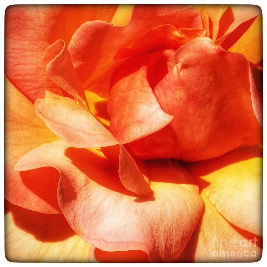 Abstract Petals Photograph by Wendy Golden