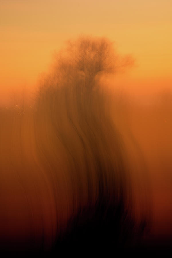 Abstract Photo of a Tree in Orange Photograph by Martin Vorel Minimalist Photography