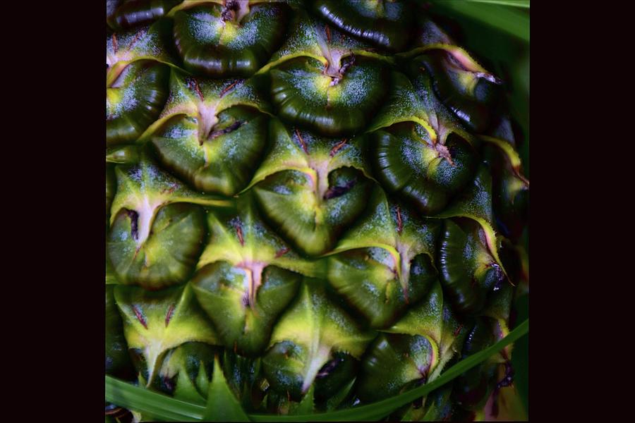 Abstract Pineapple Photograph