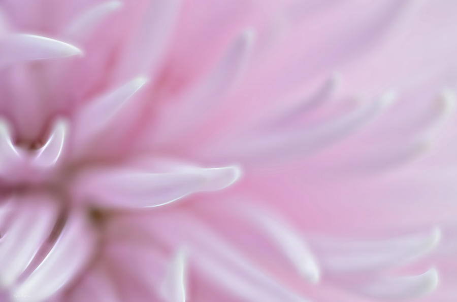 Abstract Pink Flower Photograph by Crystal Wightman
