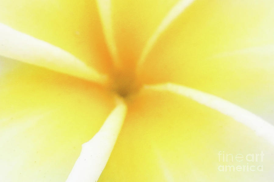 Abstract Plumeria Photograph by Nina Prommer