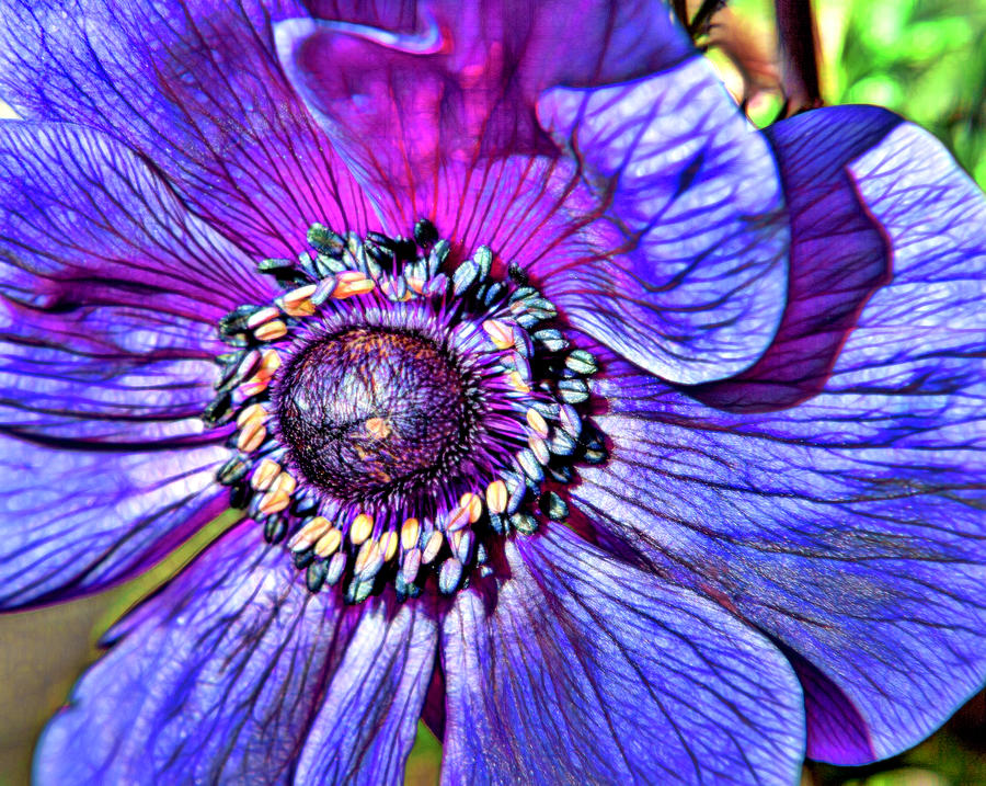 Abstract Purple Anemone Photograph by Her Arts Desire