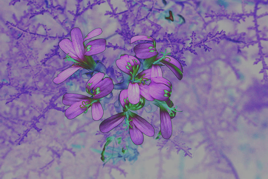 Abstract purple flower Photograph by Luca Brogi Fine Art America