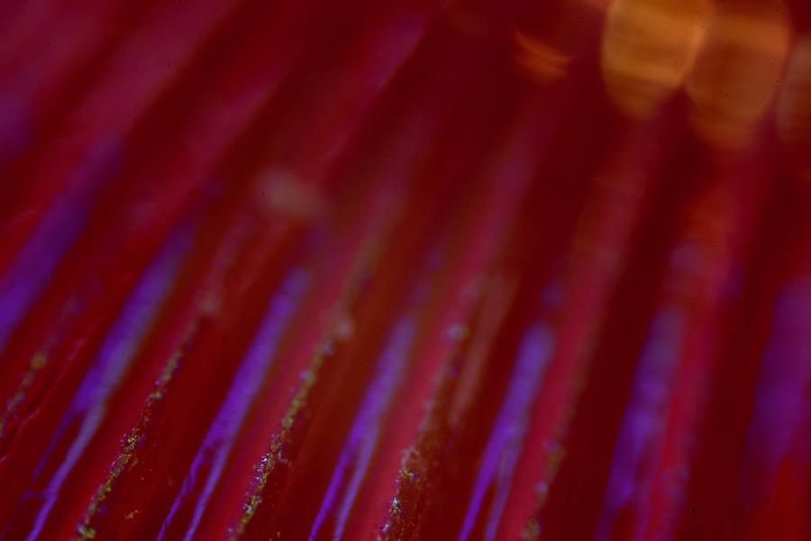 Abstract Red Photograph