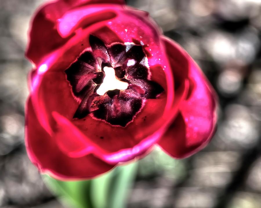 Abstract Red Tulip Photograph by Jerry Sodorff