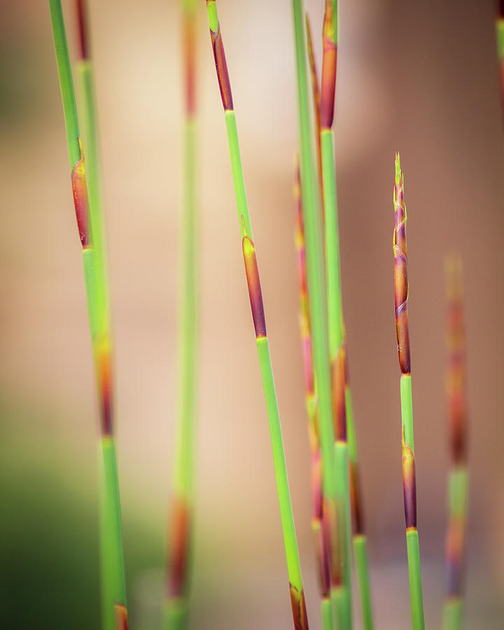 Abstract Reeds Chondropetalum tectorum Photograph by Gary Geddes