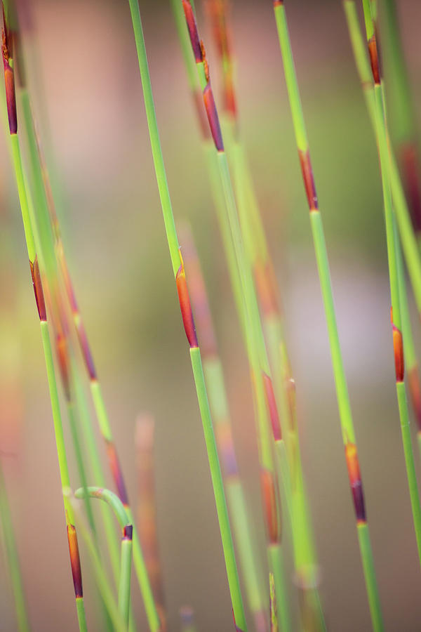 Abstract Reeds Photograph by Gary Geddes