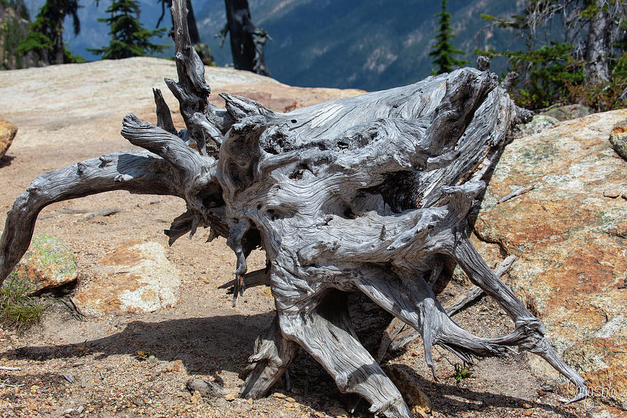 Abstract Roots Artwork in The North Cascades Mountains by Omashte Photograph by Omaste Witkowski