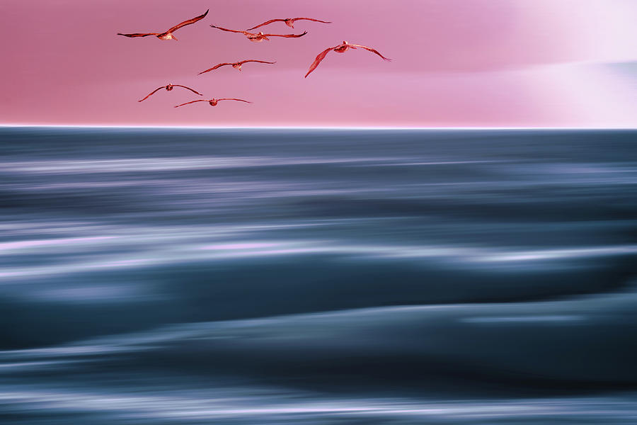 Abstract seascape. Pink sunset over the sea, and flock of flying Photograph by Hanna Tor