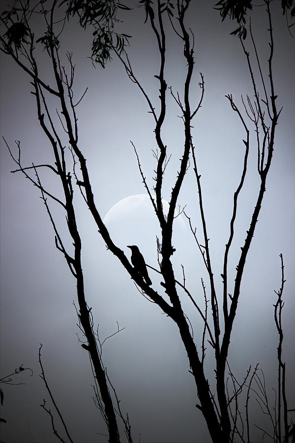 Abstract silhouette image of a bird on a leafless tree against a moon in India Photograph by Arpan Bhatia