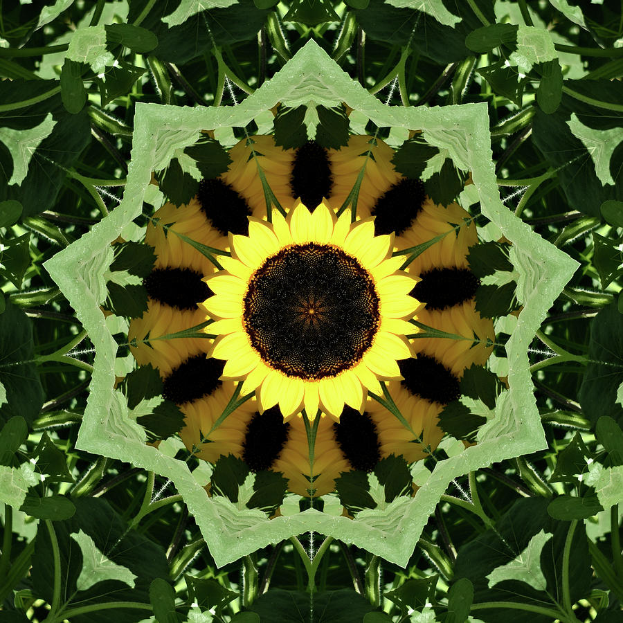 Abstract Sunflower Square Digital Art by Kathy K McClellan