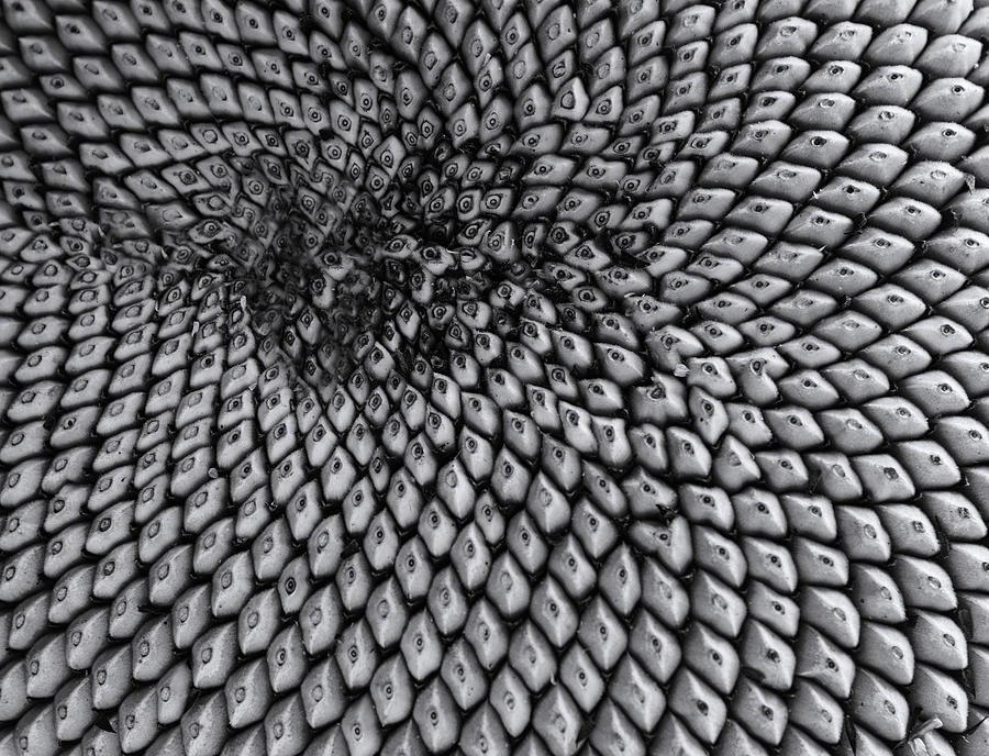 Abstract Sunflower Seedhead Monochrome Photograph by Jeff Townsend