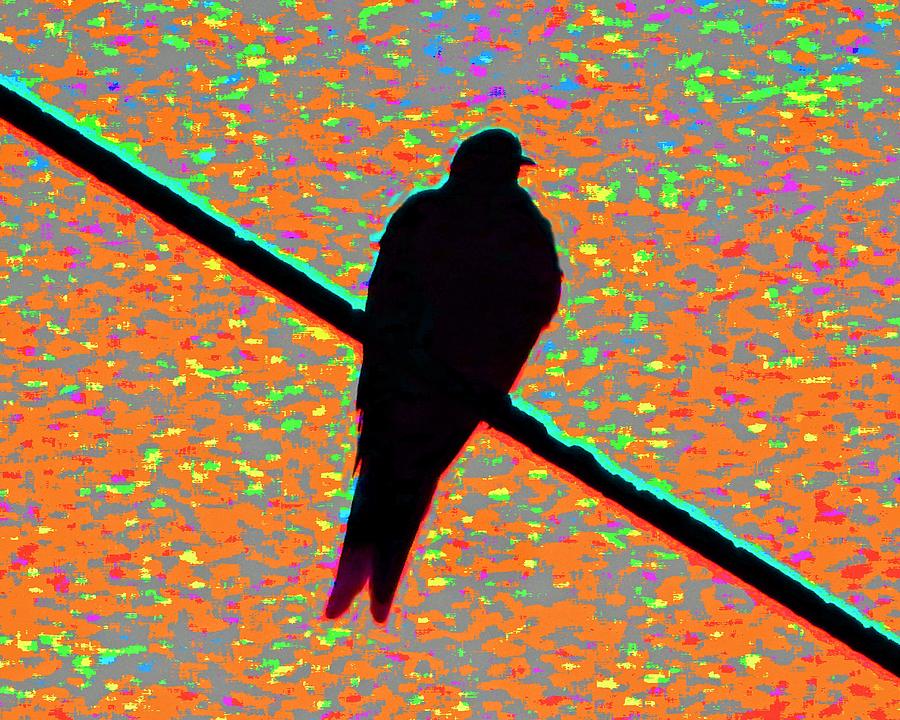 Abstract Sunset Bird  Photograph by Andrew Lawrence