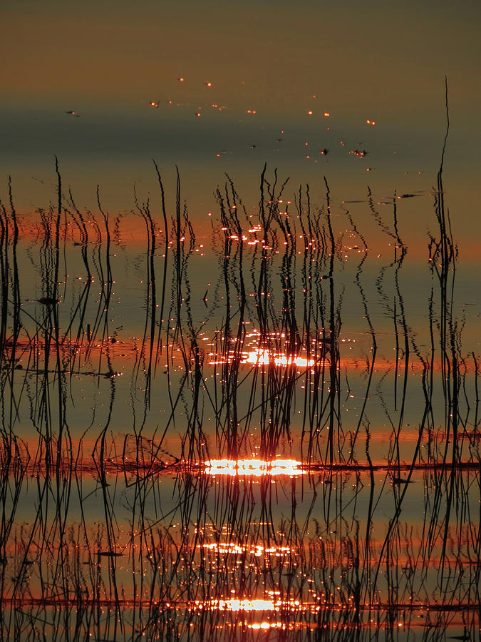 Abstract Sunset Reeds Reflections Photograph by Patti Deters