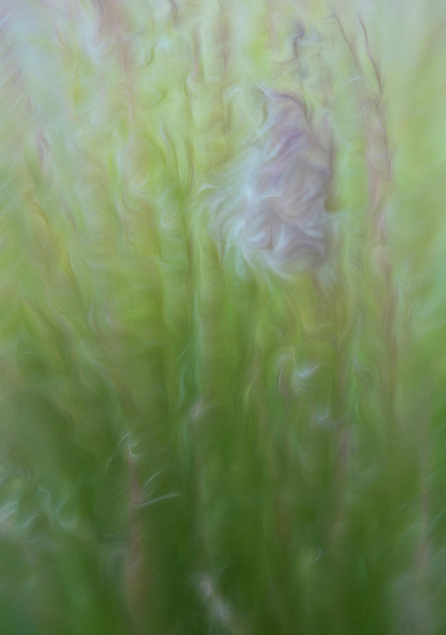 Abstract Tall Green Ornamental Grasses by Barbara Rogers Abstract Tall Green Ornamental Grasses by Barbara Rogers