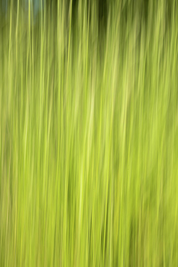 Abstract Timothy-Grass Photograph by Gary Geddes