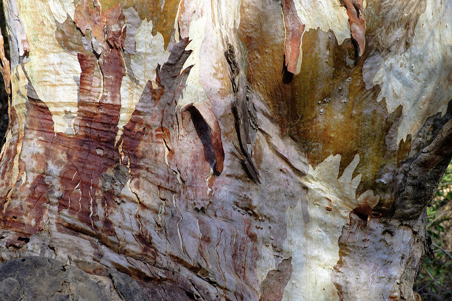 Abstract - tree bark Photograph by Gary Browne
