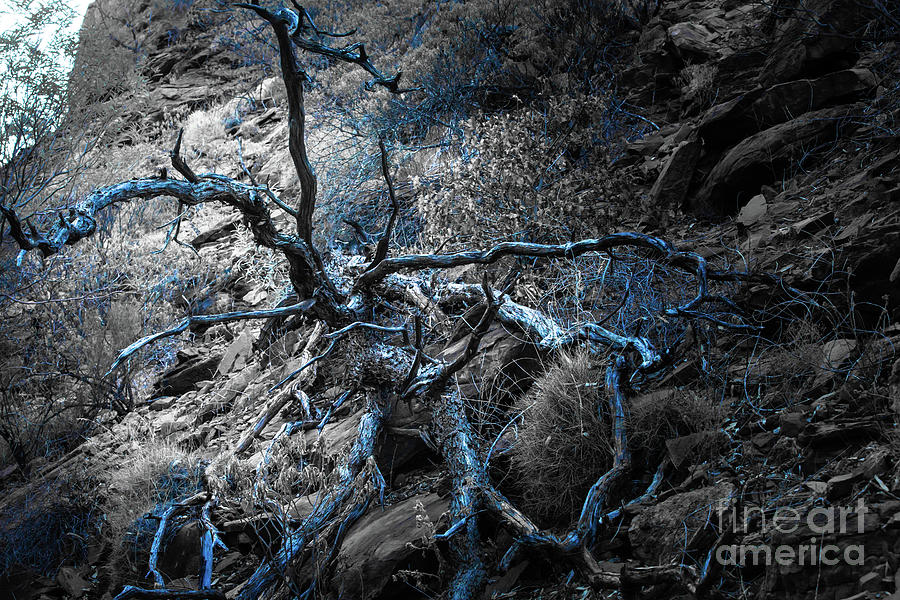 Abstract tree in blue Photograph by Agnes Caruso