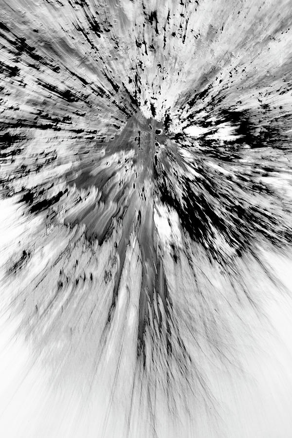 Abstract Tree Photograph by Kathy Paynter