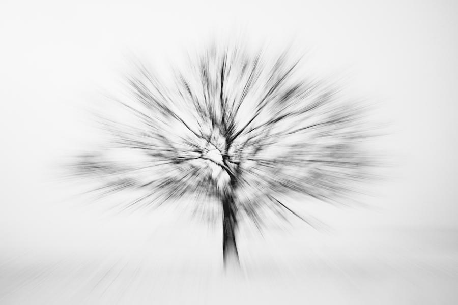Abstract tree Photograph by Martin Vorel Minimalist Photography