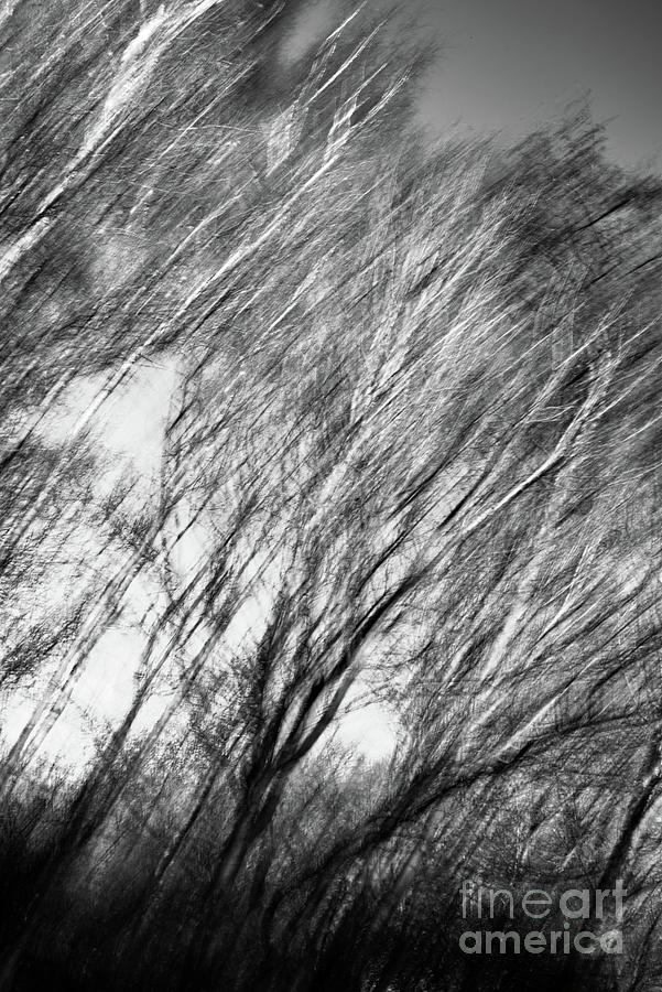 Abstract tree series in Monochrome Photograph by Pics By Tony