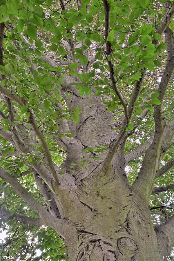 Abstract Photograph - Abstract Tree Vertical by Lisa Wooten