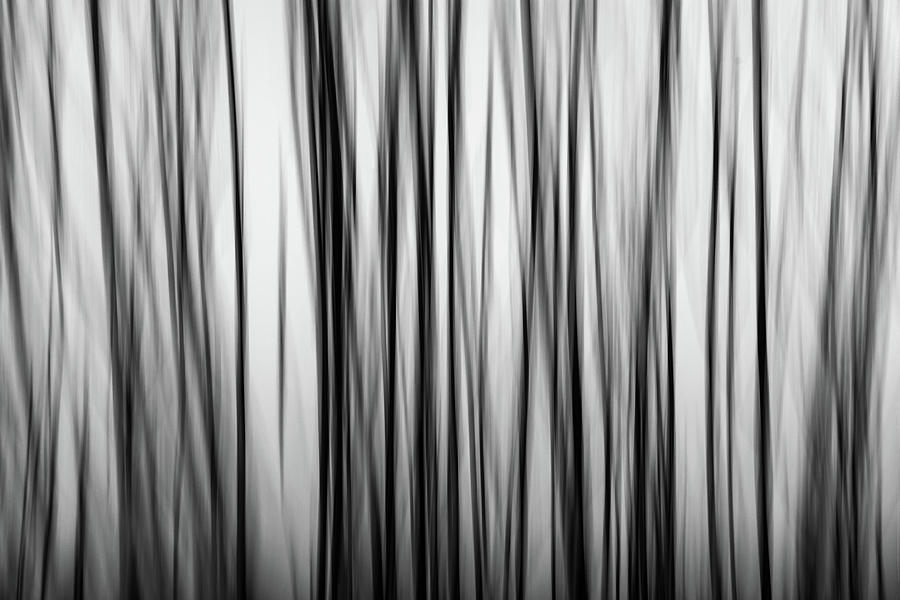 Abstract Tree with Motion Blur Photograph by Martin Vorel Minimalist Photography