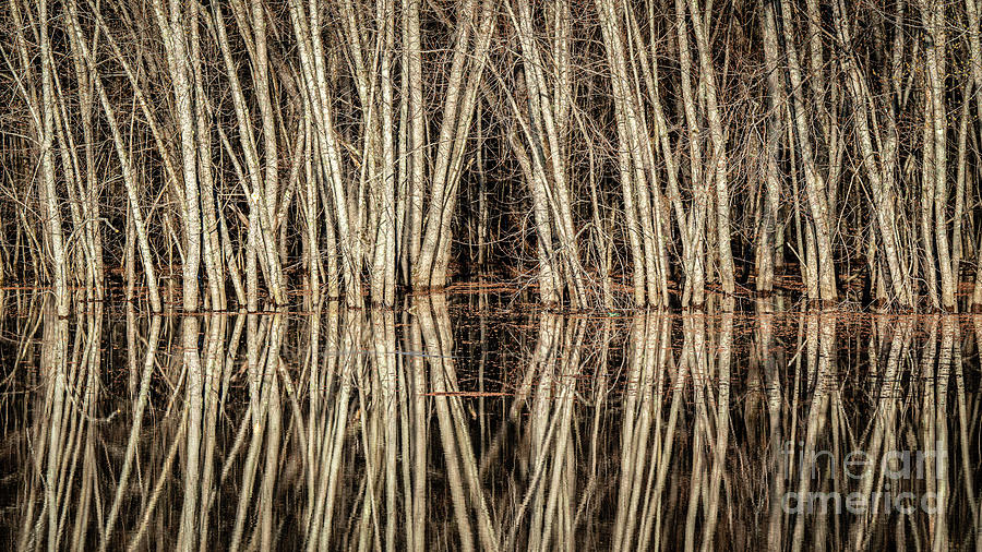 Abstract treee reflection Photograph by Craig Shaknis