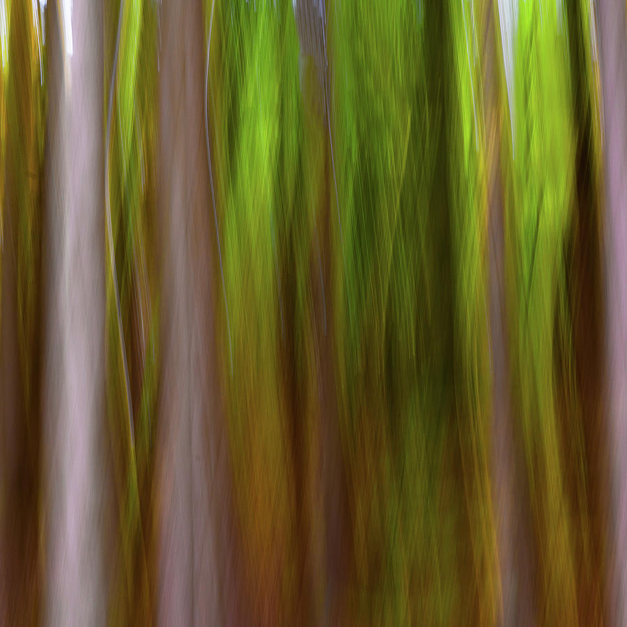 Abstract trees with intentional camera movement, Photography Photograph ...